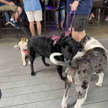 The Yard - Puppy love - Sports Bars Near Me - McKinney, Texas