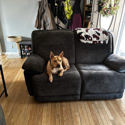 Dog Star Rescue - Gizmo living his best life!
