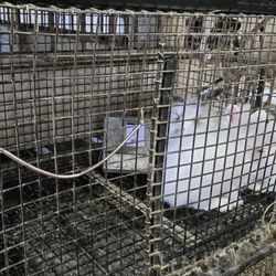 The Amish Experience - Rabbits at the creamery farm
