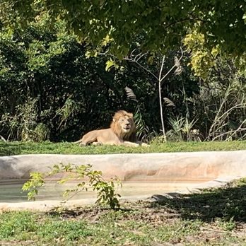 Zoo Miami - King of the beasts! - Zoos Near Me - Miami, Florida Zoo Miami - King of the beasts! - Zoos Near Me - Miami, Florida