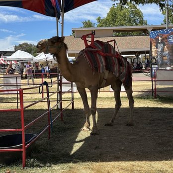 Alameda County Fair - Festivals Near Me - Pleasanton, California