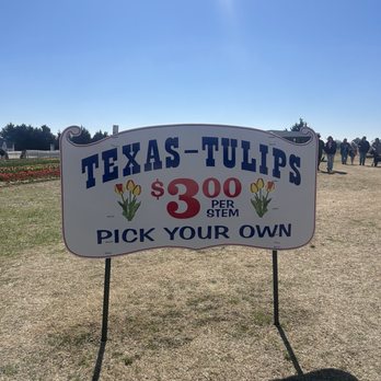 Texas-Tulips - Nurseries & Gardening Near Me - Pilot Point, Texas