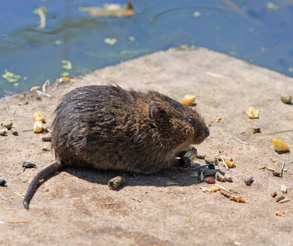 ANGEL CITY WILDLIFE CONTROL EXPERTS 8550 Santa Monica Blvd, West