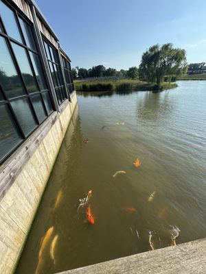 Firefly Grill by null