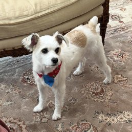 Dog freshly groomed. Dog freshly groomed.