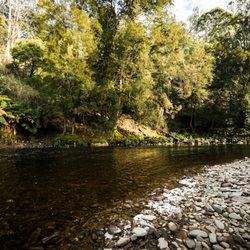 Tin Dragon Trail Cottages - Tin Dragon Cottages is surrounded by the Ringarooma River.