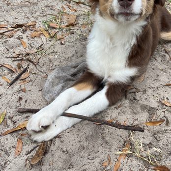 All About Puppies - My mini Australian Shepard - Pet Stores Near Me - Largo, Florida