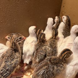 New Braunfels Feed & Supply