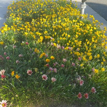 Gopher Removal and Pest Control - Catch - Wildlife Control Near Me Gopher Removal and Pest Control - Catch - Wildlife Control Near Me