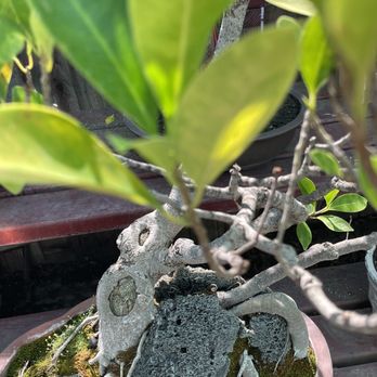 Exotic Bonsai - bark - Nurseries & Gardening Near Me - Los Angeles, California Exotic Bonsai - bark - Nurseries & Gardening Near Me - Los Angeles, California
