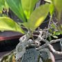 Photo of Exotic Bonsai
