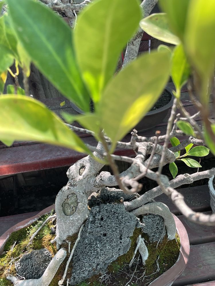 EXOTIC BONSAI Updated October 2024 75 Photos & 27 Reviews 511 N