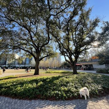 Levy Park - Dog Parks Near Me - Houston, Texas Levy Park - Dog Parks Near Me - Houston, Texas