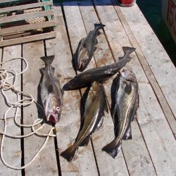 Corona Bait and Tackle
