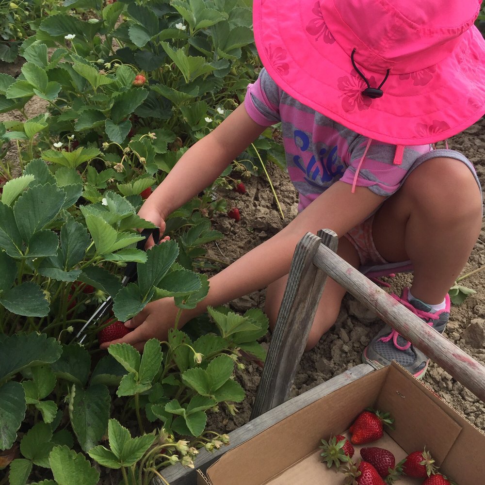 Harvold Berry Farm - Hard at work! - Pick Your Own Farms Near Me - Carnation, Washington