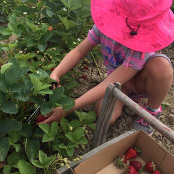 Harvold Berry Farm - Hard at work! - Pick Your Own Farms Near Me - Carnation, Washington Harvold Berry Farm - Hard at work! - Pick Your Own Farms Near Me - Carnation, Washington