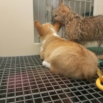 Petland Henderson - Hot and panting babies :( - Pet Stores Near Me - Henderson, Nevada Petland Henderson - Hot and panting babies :( - Pet Stores Near Me - Henderson, Nevada
