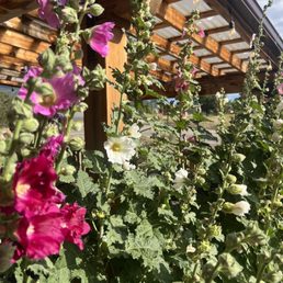 By the shaded outside seating area