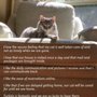 Photo of Furkid Sitting & Services