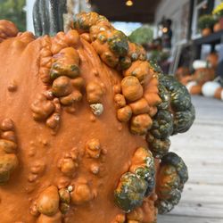 The Homestead Farm at Fruit Hill Orchard - Got your pumpkin yet?