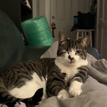 Precious Pets Almost Home - Animal Shelters Near Me