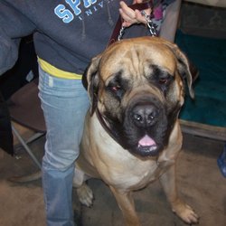 Northshore Mobile Veterinary Services