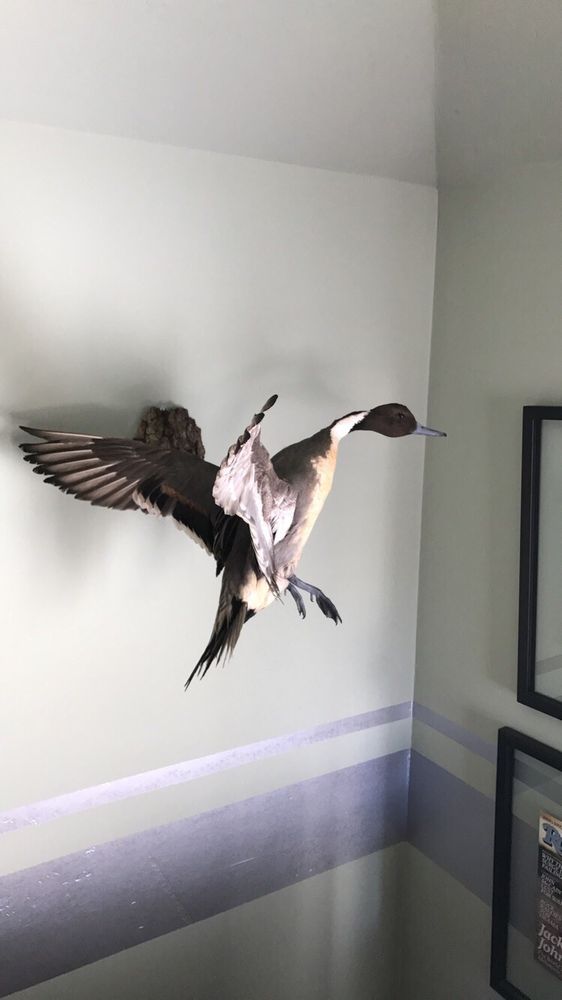 Redhawk Taxidermy - taxidermy in Sunnyvale, CA