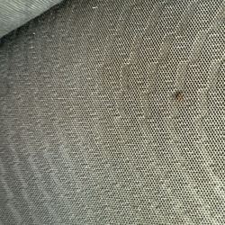 CarPro Auto Sales - Ants in the cars