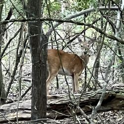 Shadow Creek Nature Preserve - City Of Pearland Nature Park - Deer