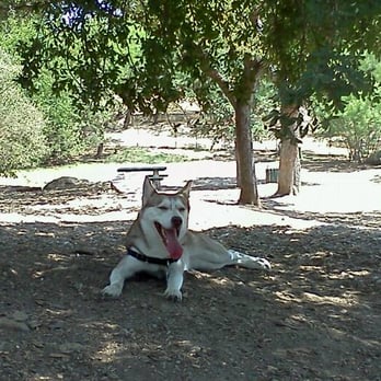 West Austin Park & Wading Pool - Hot but loving it! - Dog Parks Near Me - Austin, Texas West Austin Park & Wading Pool - Hot but loving it! - Dog Parks Near Me - Austin, Texas