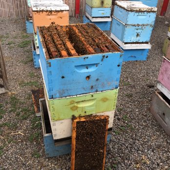 Big Island Bees - Honey Near Me - Captain Cook, Hawaii Big Island Bees - Honey Near Me - Captain Cook, Hawaii