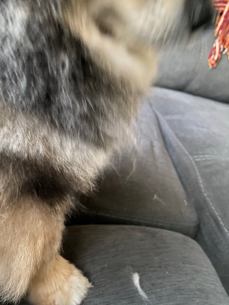 AUSSIE PET MOBILE DOUGLAS COUNTY Updated October 2024 10 Photos