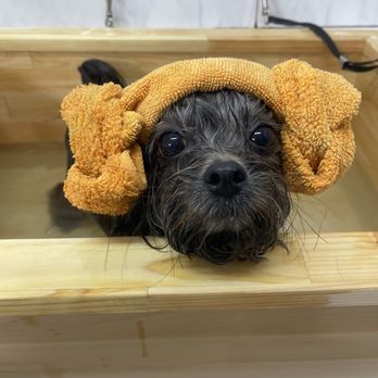 Pet Stop Grooming - Experience the Hiro spa for the first time and they loved it !!! Thank you for an amazing service as always - Pet Groomers Near Me - Garden Grove, California