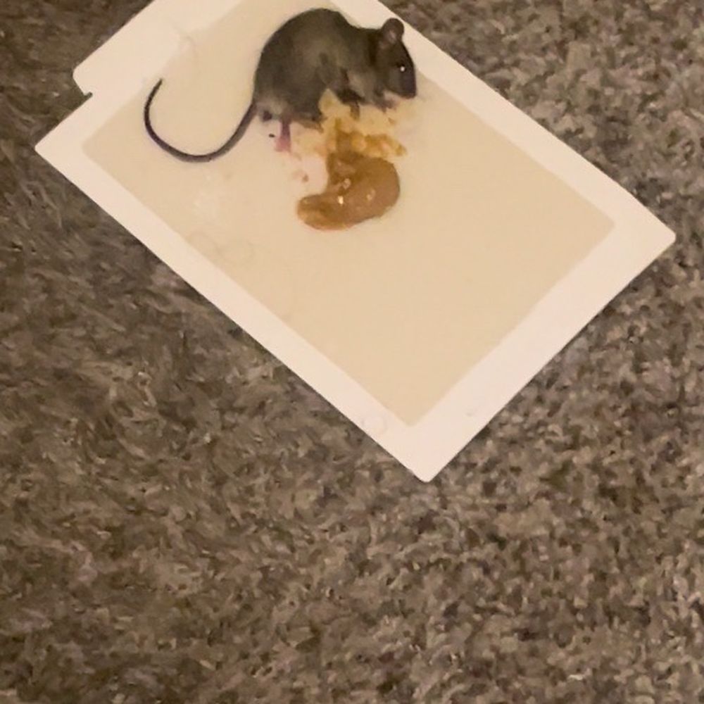 Edenbridge-In-Tinley - Many mice! - Apartments Near Me - Tinley Park, Illinois