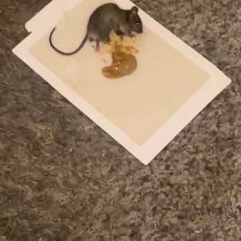 Edenbridge-In-Tinley - Many mice! - Apartments Near Me - Tinley Park, Illinois Edenbridge-In-Tinley - Many mice! - Apartments Near Me - Tinley Park, Illinois