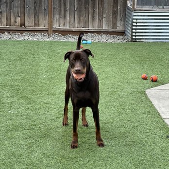 Matt Trains K9s - Pet Training Near Me Matt Trains K9s - Pet Training Near Me