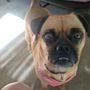 Wagging Tails Doggy Daycare & Pet Services