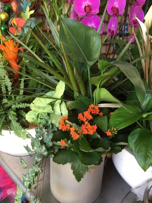 Flower Outlet & Gifts by null