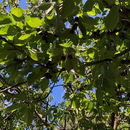 Unspoiled tree. A goldmine. Unspoiled tree. A goldmine.
