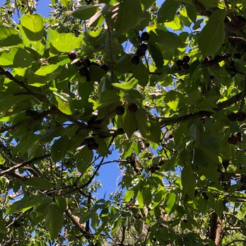 Levering Orchard - Unspoiled tree. A goldmine. - Fruits & Veggies Near Me - Ararat, Virginia Levering Orchard - Unspoiled tree. A goldmine. - Fruits & Veggies Near Me - Ararat, Virginia