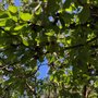 Photo of Levering Orchard