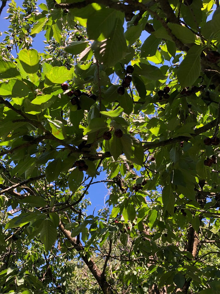 LEVERING ORCHARD 29 Photos & 10 Reviews 2294 Orchard Gap Rd, Ararat