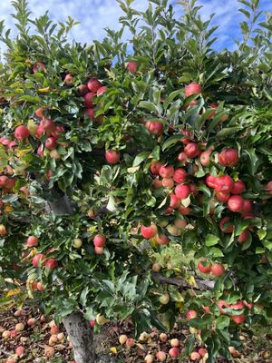 Belkin Family Lookout Farm - U-Pick Orchard - Taproom, Outdoor Dining and Market by null