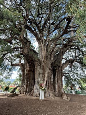 Tree of Tule by null