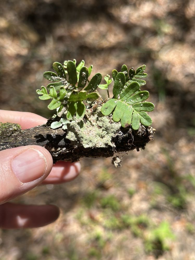 Social spots from Mobile Botanical Gardens