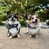 CURB Mobile Pet Groomers gift card