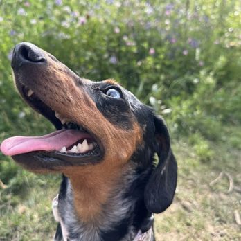 Terwillegar Park - Dog Parks Near Me - Edmonton, Alberta