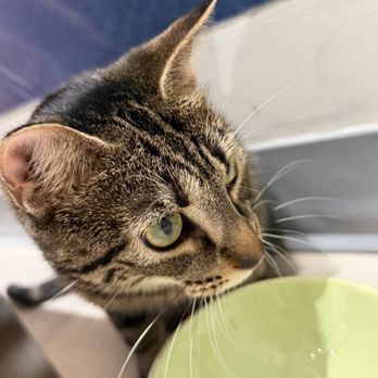 Purrfect Café - Desserts Near Me - Scarborough, Ontario Purrfect Café - Desserts Near Me - Scarborough, Ontario