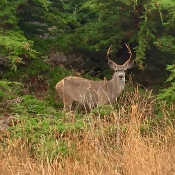 Sea Ranch Golf Links - Deer along the 2nd hole. - Golf Near Me - Sea Ranch, California