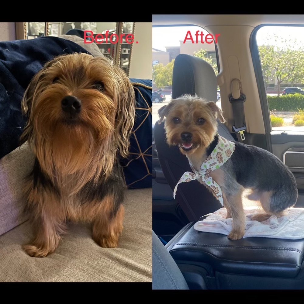 Paws At Main - Riverside - Pet Groomers Near Me - Riverside, California Paws At Main - Riverside - Pet Groomers Near Me - Riverside, California